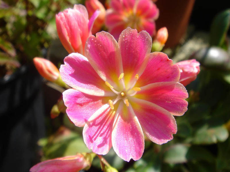 Lewisia cotyledon — formes orangées photo